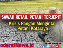 Kemarau Panjang Melanda, Sawah di Desa Kotaraya Kekeringan Air