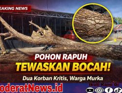Pohon Rapuh Tewaskan Bocah di Parigi, Dua Korban Kritis!