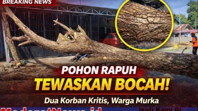 Pohon Rapuh Tewaskan Bocah di Parigi, Dua Korban Kritis!