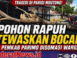 Pohon Rapuh Tewaskan Bocah 4 Tahun, Pemkab Parimo Disomasi!