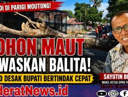 Pohon Maut Tewaskan Balita, DPRD Parimo Desak Bupati Bertindak!