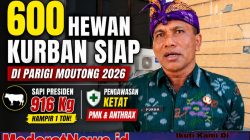 Parimo Siapkan 600 Ekor Kurban, Sapi Bantuan Presiden Capai 916 Kg