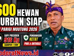 Parimo Siapkan 600 Ekor Kurban, Sapi Bantuan Presiden Capai 916 Kg