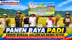 Panen Raya Padi di Parimo, Erwin Burase Salurkan Benih M70D untuk Petani