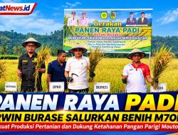 Panen Raya Padi di Parimo, Erwin Burase Salurkan Benih M70D untuk Petani