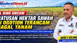 Ratusan Hektar Sawah di Ogotion Terancam Gagal Tanam Akibat El Nino
