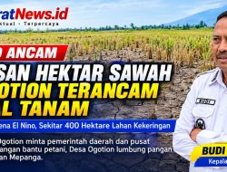 Ratusan Hektar Sawah di Ogotion Terancam Gagal Tanam Akibat El Nino