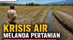 Krisis Air Melanda Pertanian di Parimo, Petani Tunda Tanam akibat Kemarau Panjang
