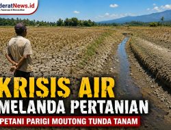 Krisis Air Melanda Pertanian di Parimo, Petani Tunda Tanam akibat Kemarau Panjang