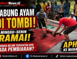 Sabung Ayam di Tombi Disorot, Ramai Minggu-Senin, APH Diminta Bertindak
