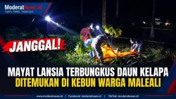 Janggal! Mayat Lansia Ditemukan Terbungkus Daun Kelapa di Kebun Maleali