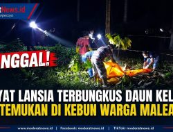 Janggal! Mayat Lansia Ditemukan Terbungkus Daun Kelapa di Kebun Maleali